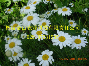 供应除虫菊   天然杀虫植物
